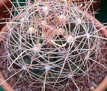 Ferocactus Cylindraceus rare cacti exotic succulent cactus flower seed  20 SEEDS 