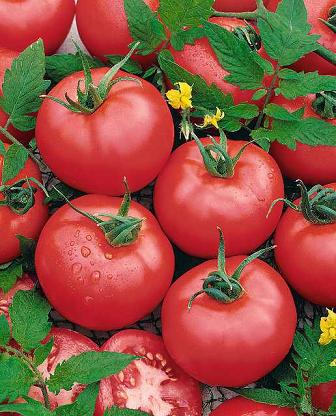 Tomato seeds Big League Qty 25 Fresh seeds 2018 Semi Bush type 