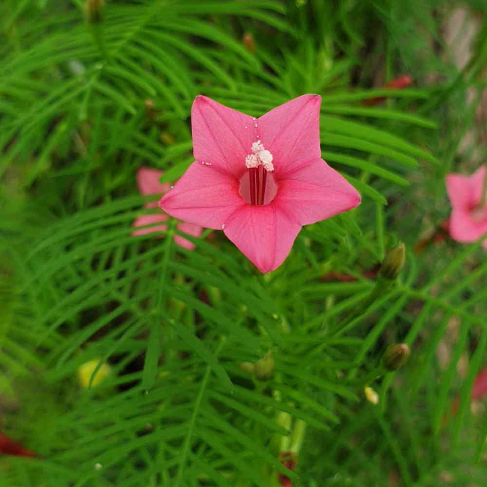 Cypress Vine Rose