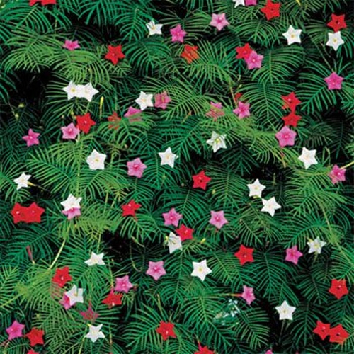 Cypress Vine Mix