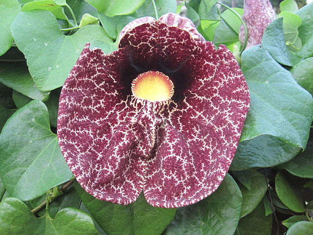 RARE Flowers for Garden Climbing Flowers Mix ~15 Top Quality Seeds Fences etc 