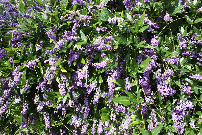 Australian Wisteria ( Hardenbergia comptoniana )