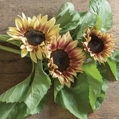 Sunflower Giganteus HUGE FLOWER HEAD NUTRITIOUS EDIBLE SEEDS COMBINED SHIPPING