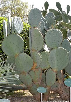 Strawflower Cactus- Don`t Overlook This Beauty - UnusualSeeds