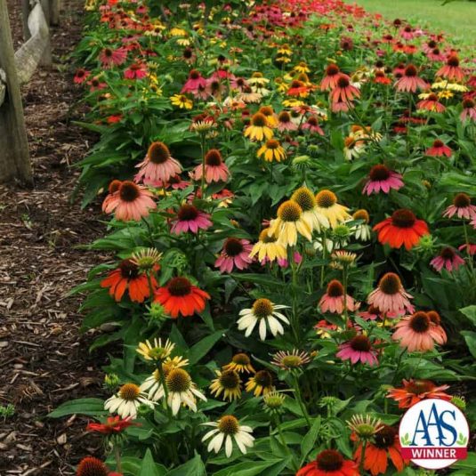 Cheyenne Spirit Echinacea