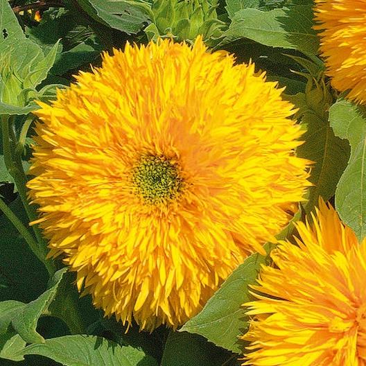 Giant Teddy Bear Sunflower