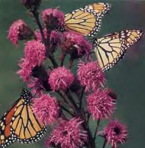 Meadow Blazing Star