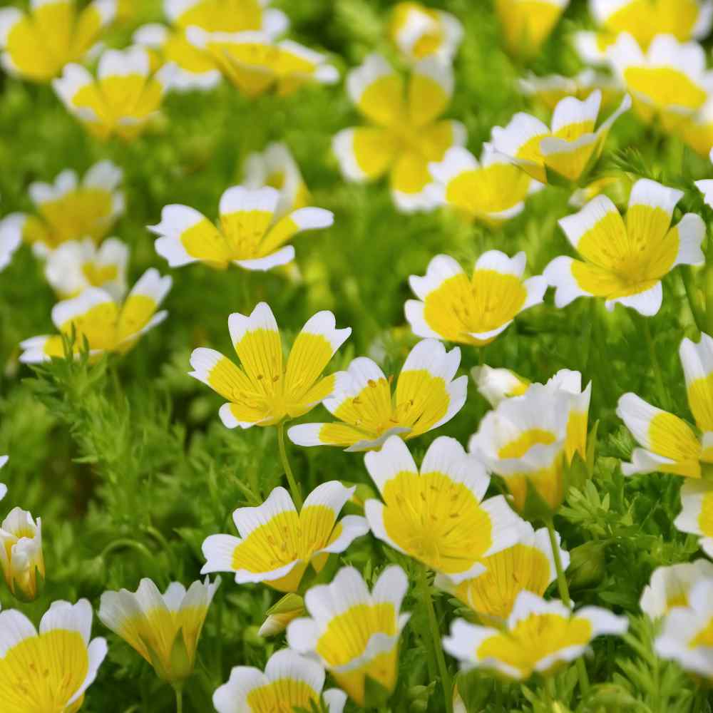 Poached Egg Plant