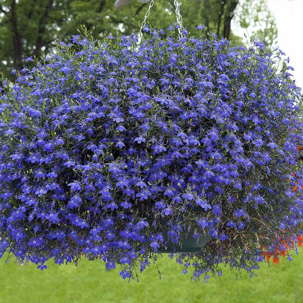 Regatta Midnight Blue Lobelia