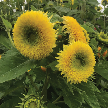 Sunflower Giganteus HUGE FLOWER HEAD NUTRITIOUS EDIBLE SEEDS COMBINED SHIPPING