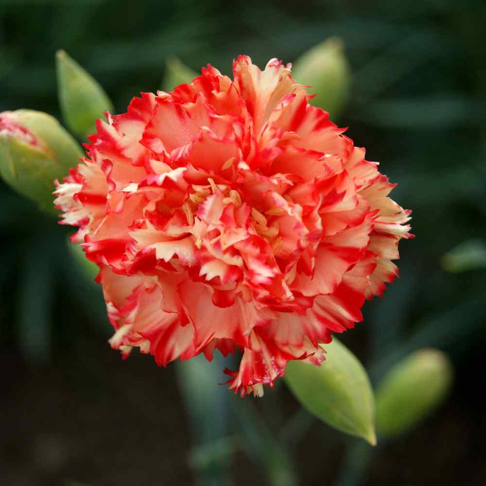 175Pcs Magenta Carnation Dianthus Caryophyllus Flower Seeds Decor Garden Ho C9K3