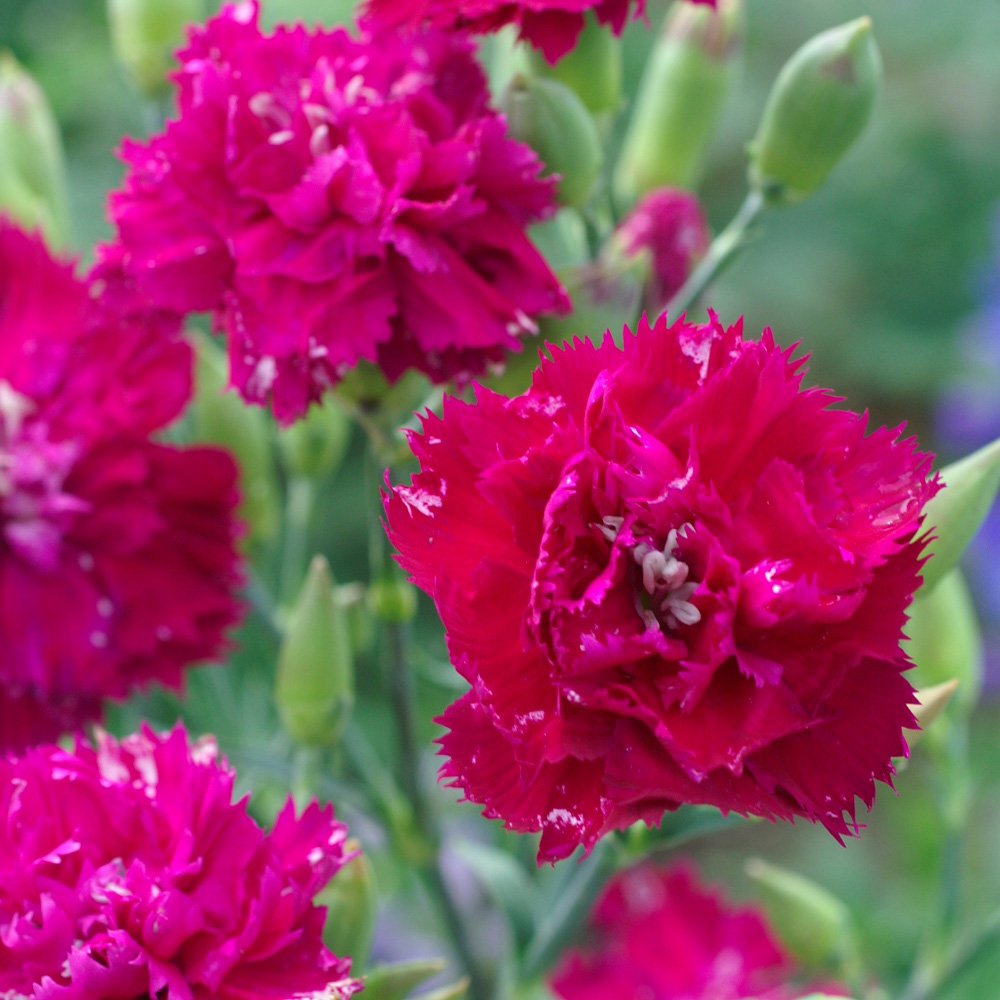 Carnation King of Blacks Seed Good Cut Flower & Vase Life Delightful Scent