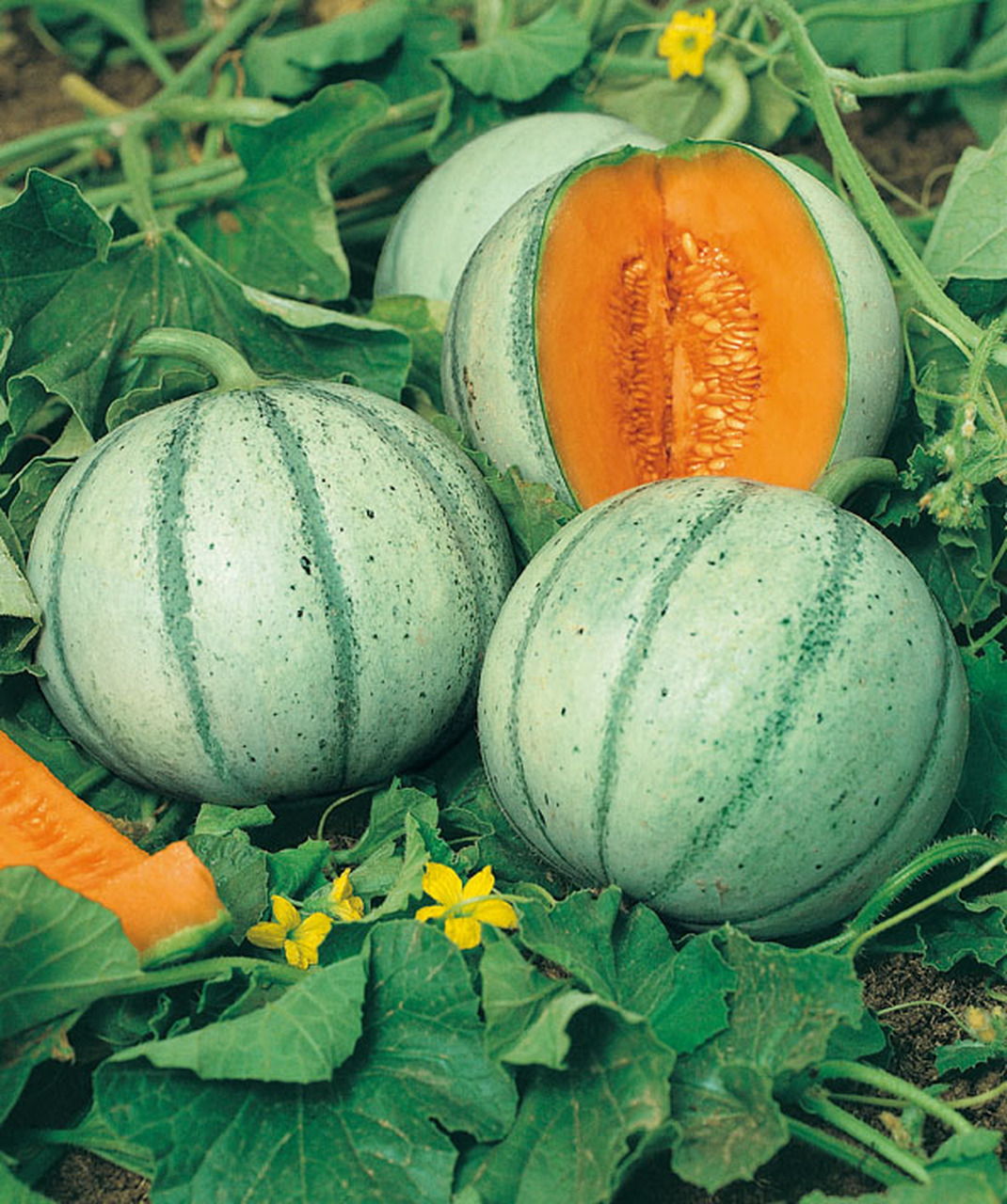 Tuscan Cantaloupe Seeds – 12 Seeds – Very Easy To Grow, Harvest In 80 Days, Stores Well