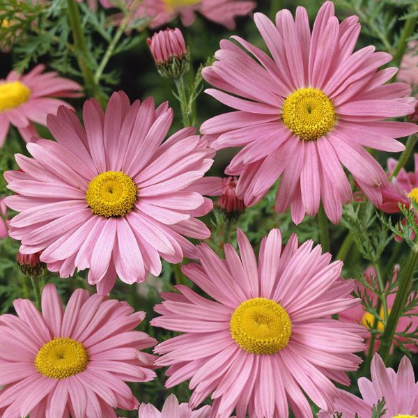 Creeping Daisy Seeds  Chrysanthemum Paludosum