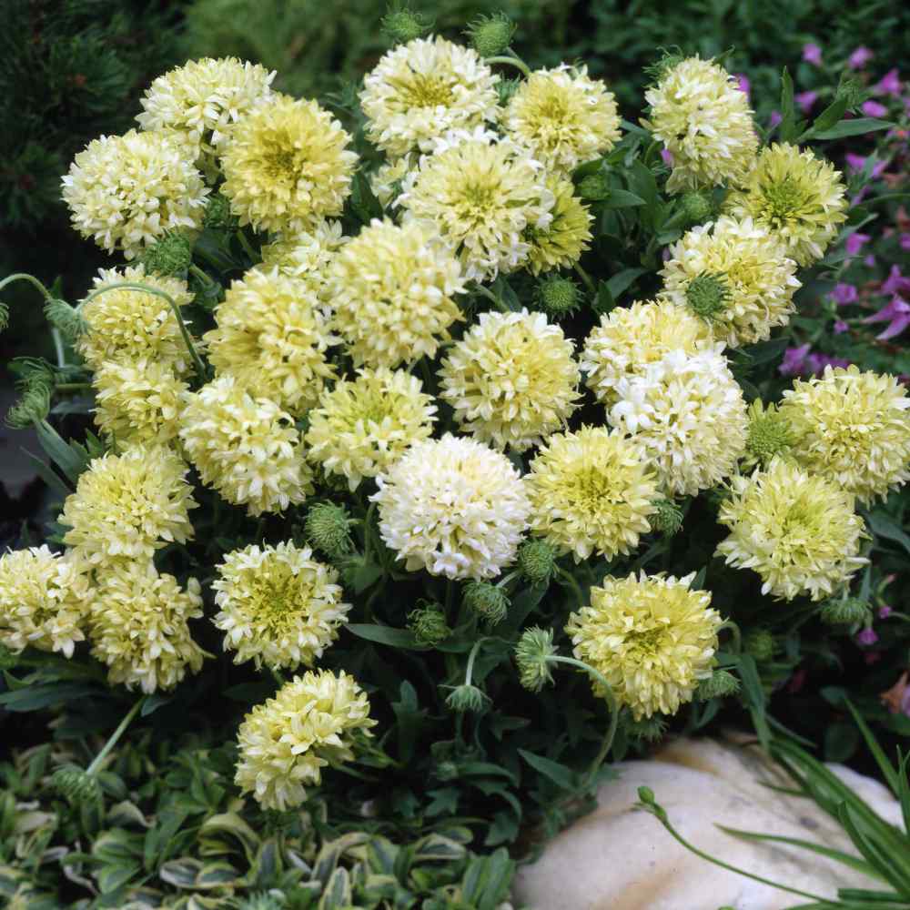 Jim s Favorite Gaillardia Flower Garden Seeds