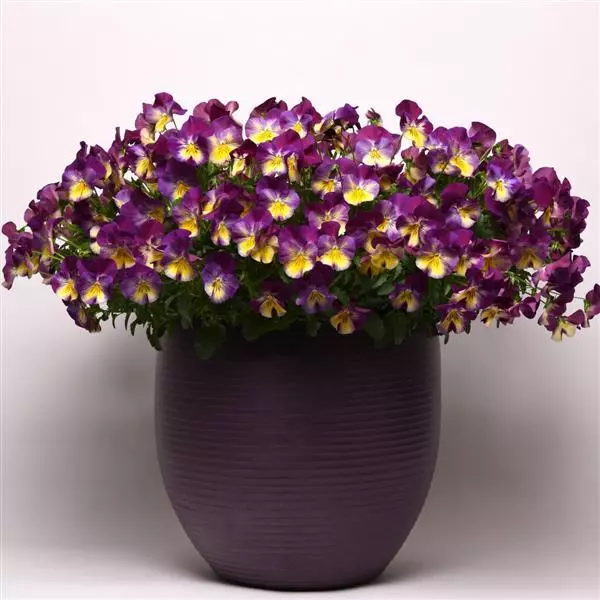 PANSY BLACK FLOWER- 100Seeds.Viola Wittrockiana Biennial rare BLACK flowers.