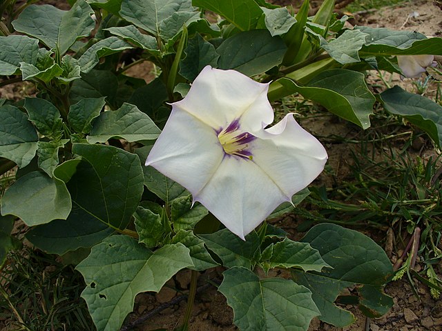 Desert Thornapple Datura with pale trumpet flowers and spiny seed pods