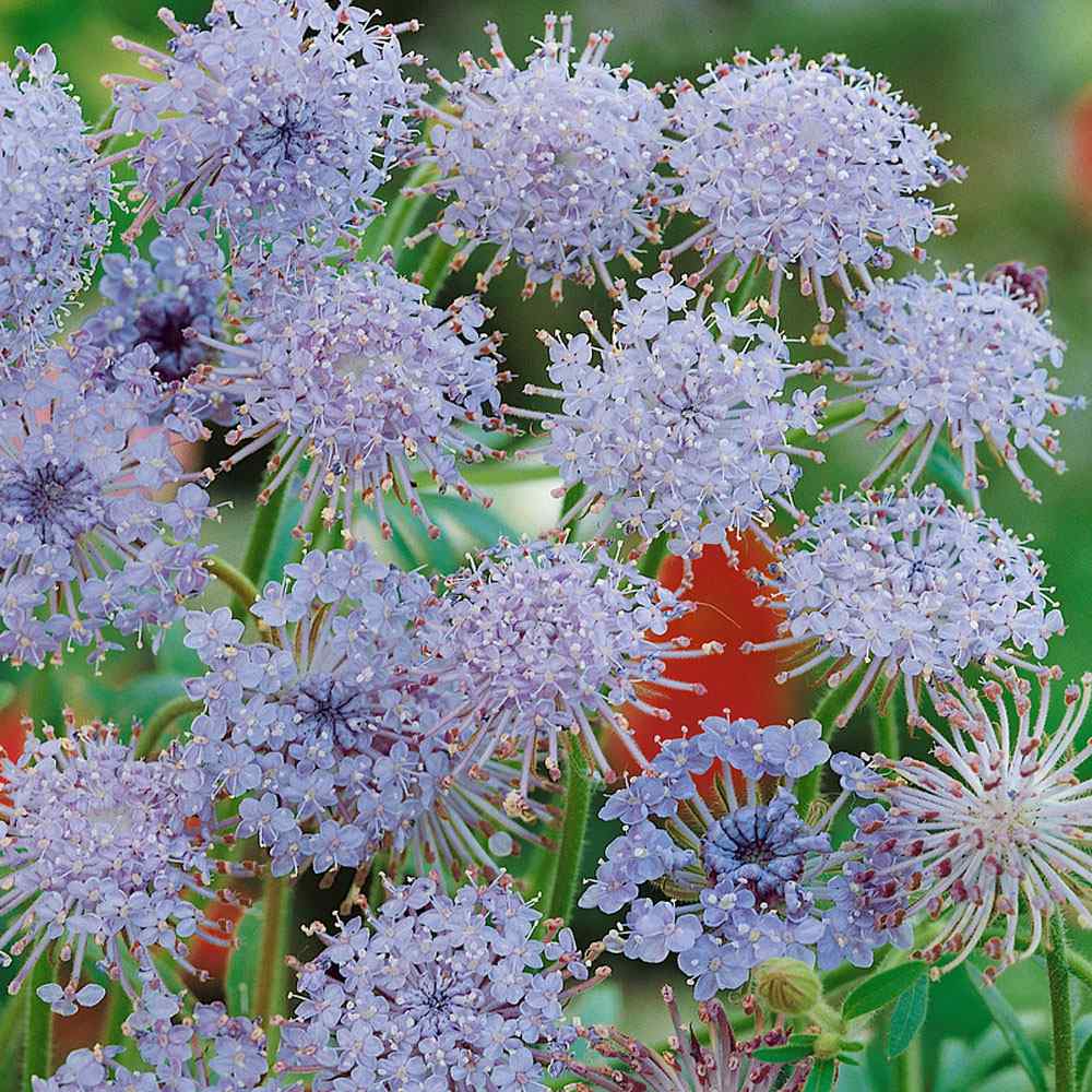 Large Dried Flower Bouquet - Blue Bunch Top Diameter 11-12in. Stem Length  22-24in. -- Single Bunch 