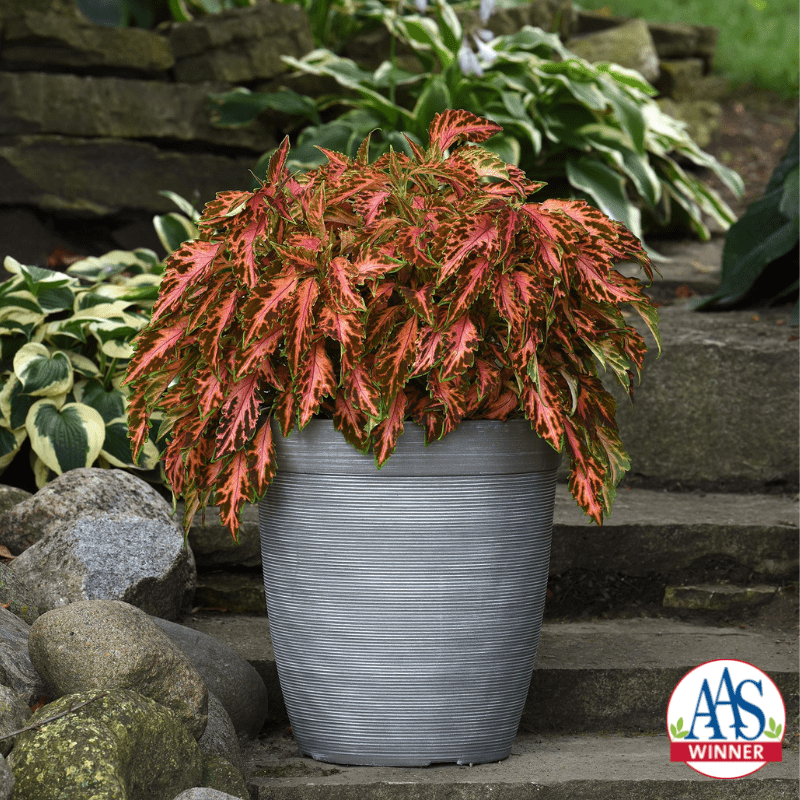 100 Black Dragon Coleus Seeds (Coleus Blumei) – Rare Garden Flower Seeds