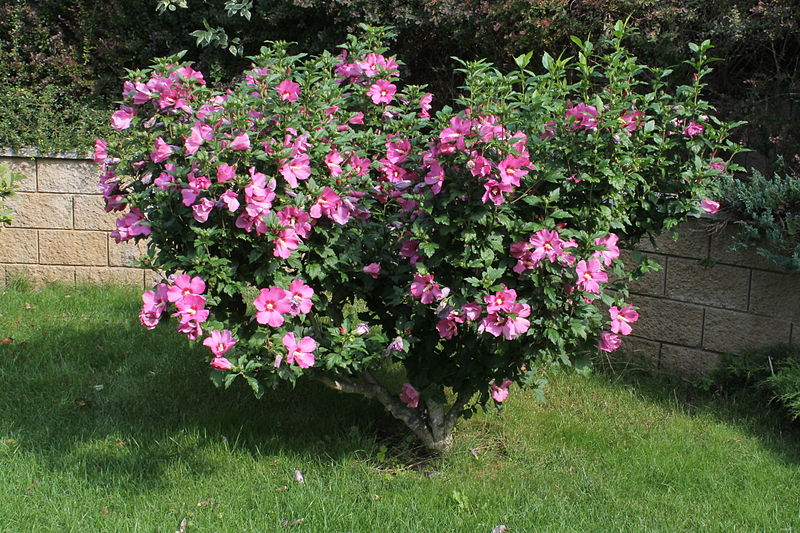 Seeds for Hibiscus Plants
