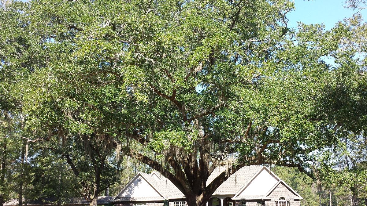 Oak Tree Seeds From Around The World