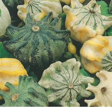 Types Of Gourds Chart