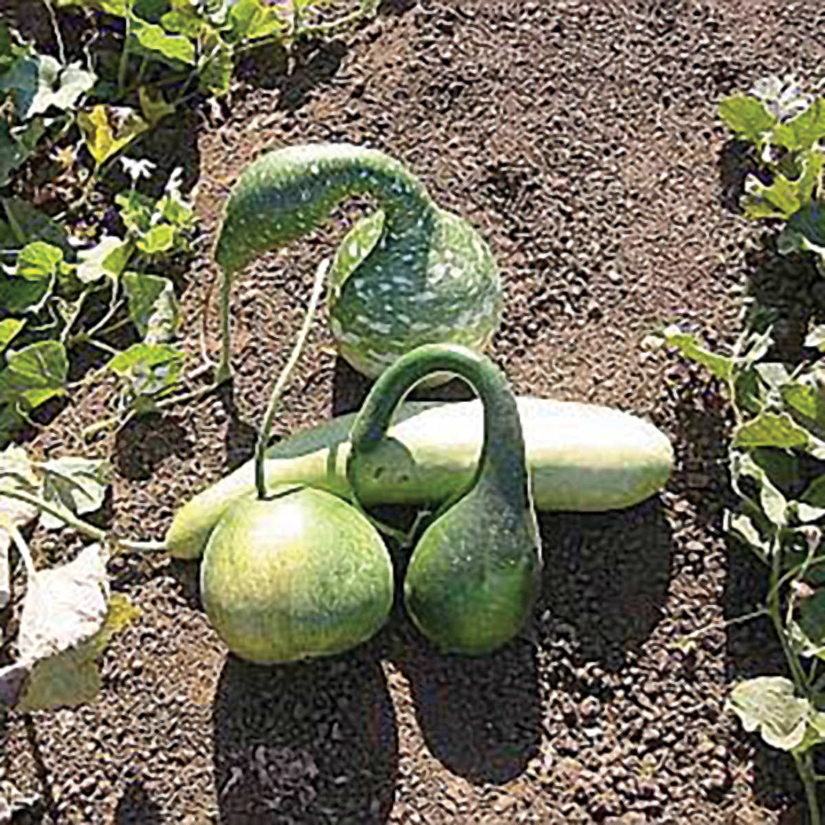 Types Of Gourds Chart