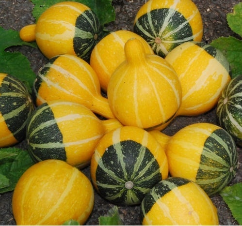 Types Of Gourds Chart