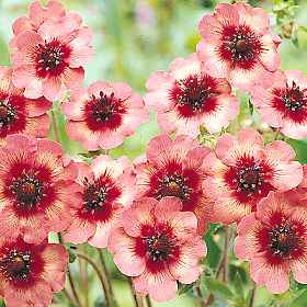 Melton Fire ( Potentilla nepalensis )