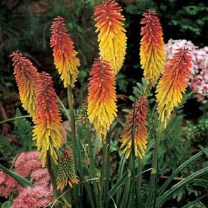 Cutting back red hot poker plant Cutting back red hot poker plant