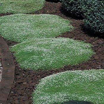 Seeds For Groundcover Plants The, Soft Ground Cover Plants