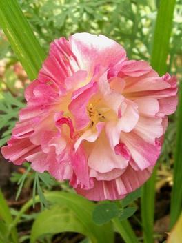 40 Thai Silk California Poppy Flower Seeds Perennial