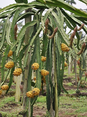 Yellow Pitaya, Yellow Dragon Fruit