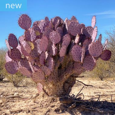 Strawflower Cactus- Don`t Overlook This Beauty - UnusualSeeds