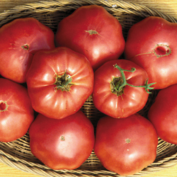 Pink Tomato SUDDUTH'S STRAIN BRANDYWINE 10 Heirloom Vegetable
