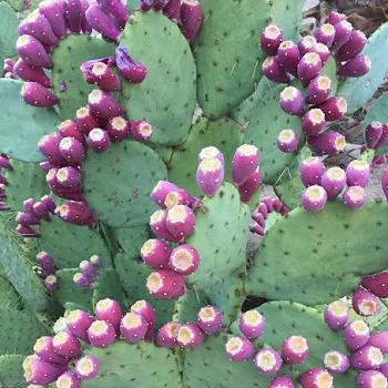 Strawflower Cactus- Don`t Overlook This Beauty - UnusualSeeds