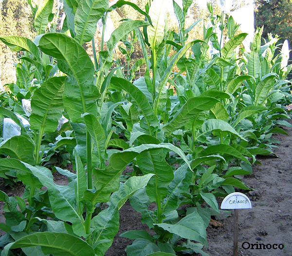American Tobacco Seeds Ukraine 50 seeds S0825 Farmer's dream 
