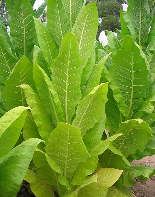 Nicotiana Tabacum Littlewood 50 Little Yellow Tobacco Seeds