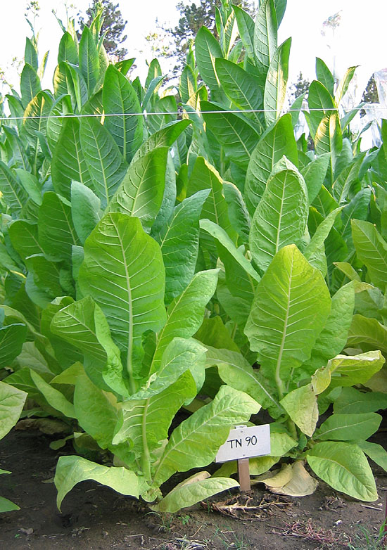 Nicotiana Tabacum Littlewood 50 Little Yellow Tobacco Seeds