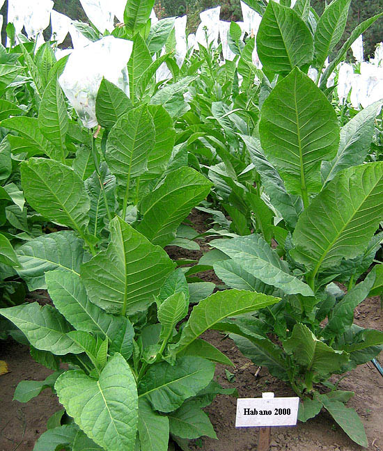 1003 Kentucky Brown Tobacco Seed   Fresh 2019 Crop 
