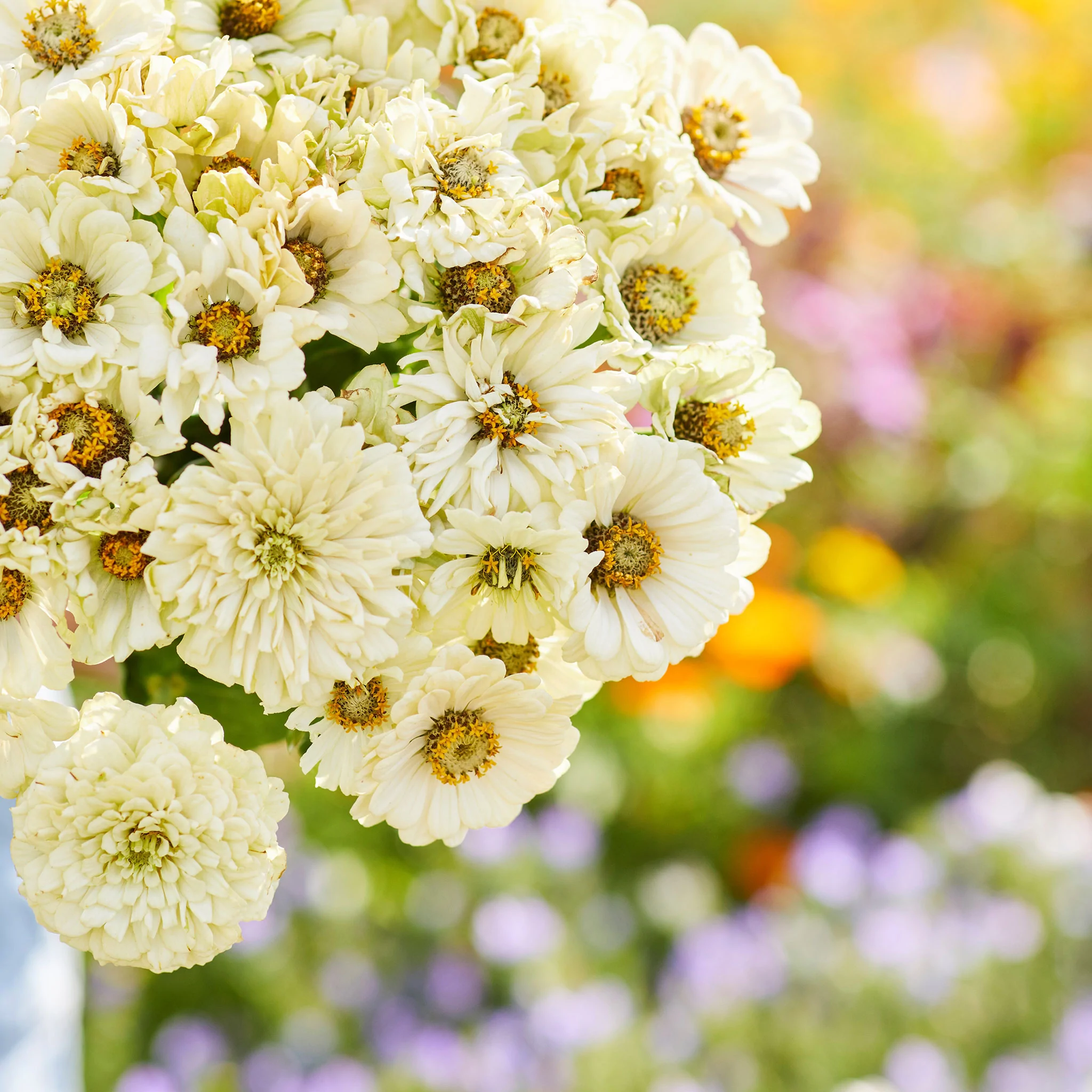 Large Dried Flower Bouquet - Blue Bunch Top Diameter 11-12in. Stem Length  22-24in. -- Single Bunch 