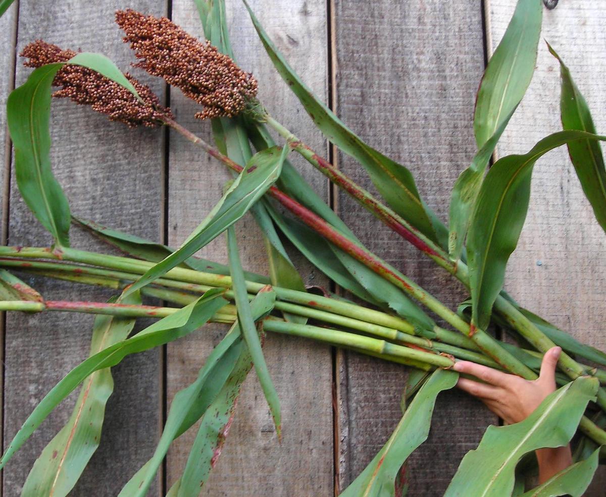 Mennonite Sorghum.