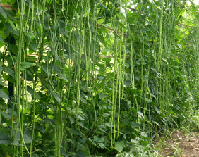 How long do beans take to grow?