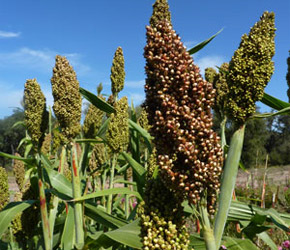 Rox Orange Sugar Cane