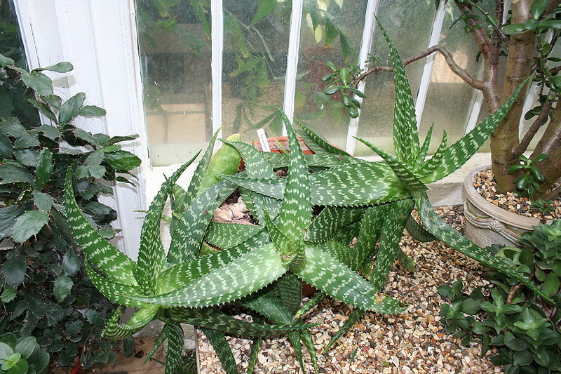 Saponaria Flowers on Soap Aloe Is Very Easy To Grow In Sandy Or Gravelly Soils With Good