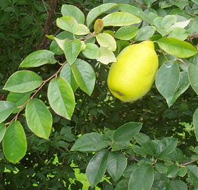 Chinese Quince ( Chaenomeles sinensis )