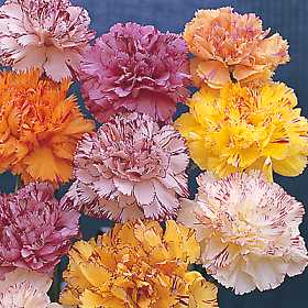 Jim's Favorite Dianthus ( Carnation )Flower Garden Seeds