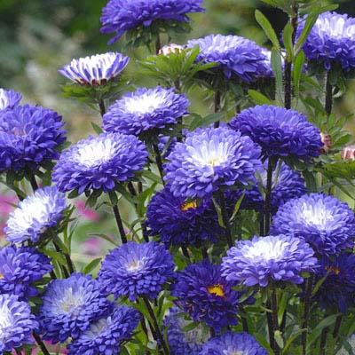ASTER GALA MIXED 50 SEEDS  ANNUAL