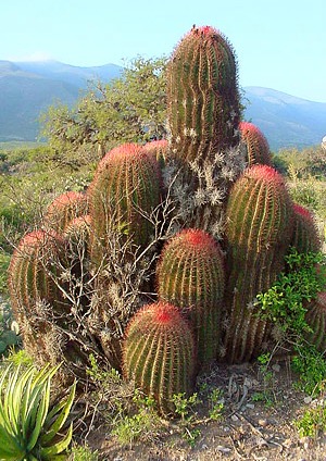 Strawflower Cactus- Don`t Overlook This Beauty - UnusualSeeds