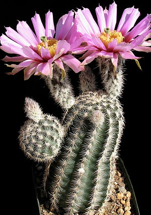 Echinocereus scheeri @@ cacti rare cactus seed 15 SEEDS 